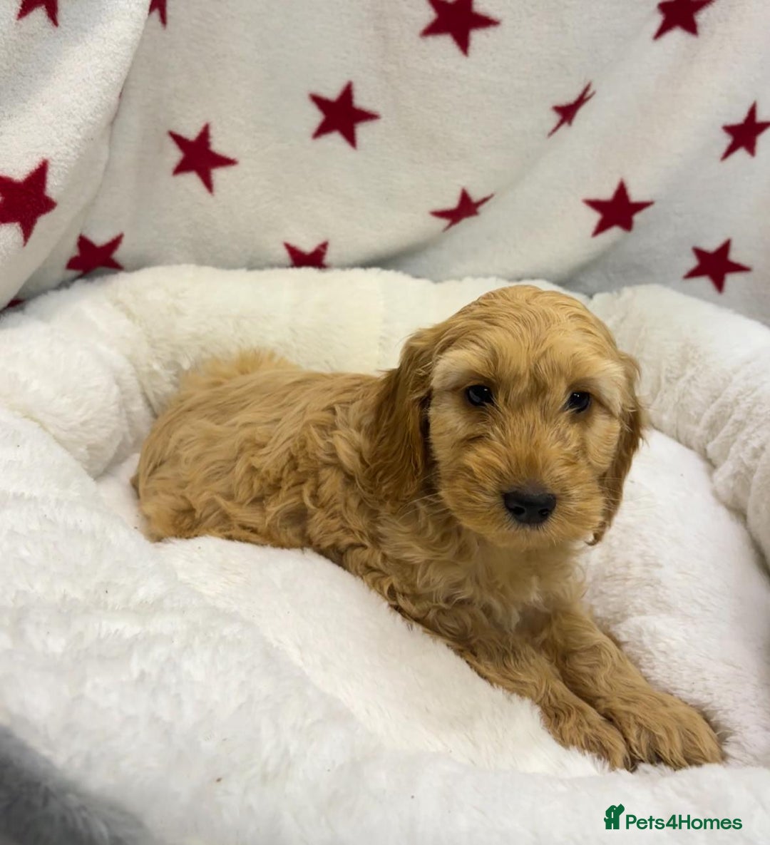 Cockapoo dogs for sale: Cockapoo puppies for sale - Image 13