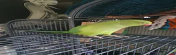 Ringnecks birds for sale: Indian ringneck parakeet (male)  in Liskeard - Advert 1