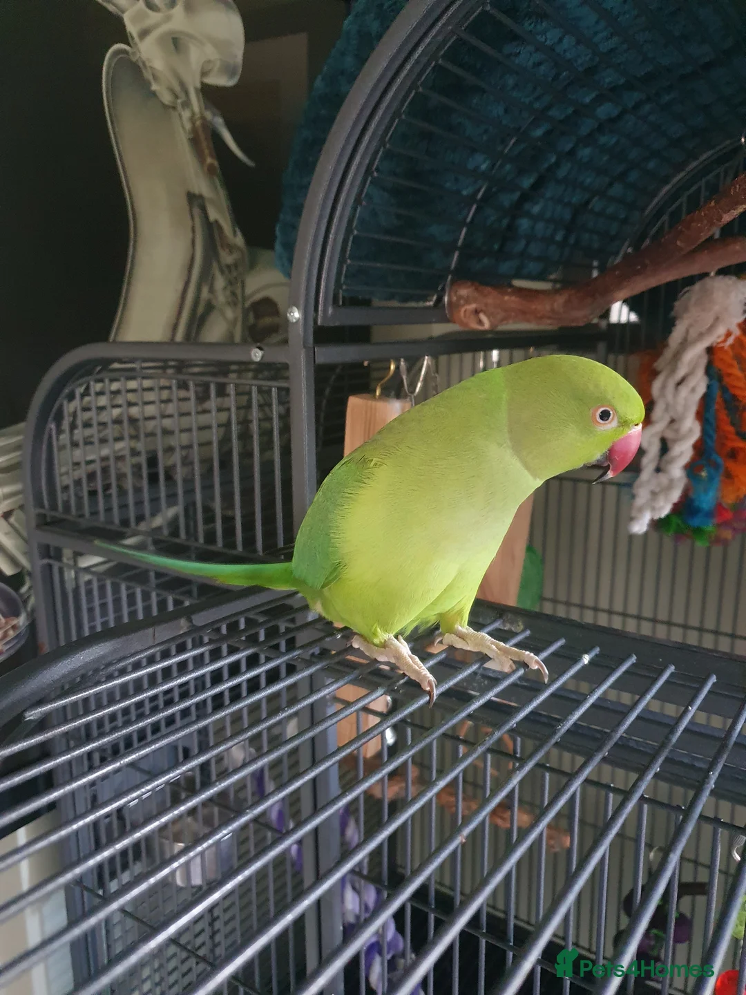 Ringnecks birds for sale: Indian ringneck parakeet (male)  in Liskeard - Advert 1