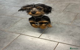 Mixed Breed dogs for sale: Yorkshire Terrier X dachshund  - Image 6