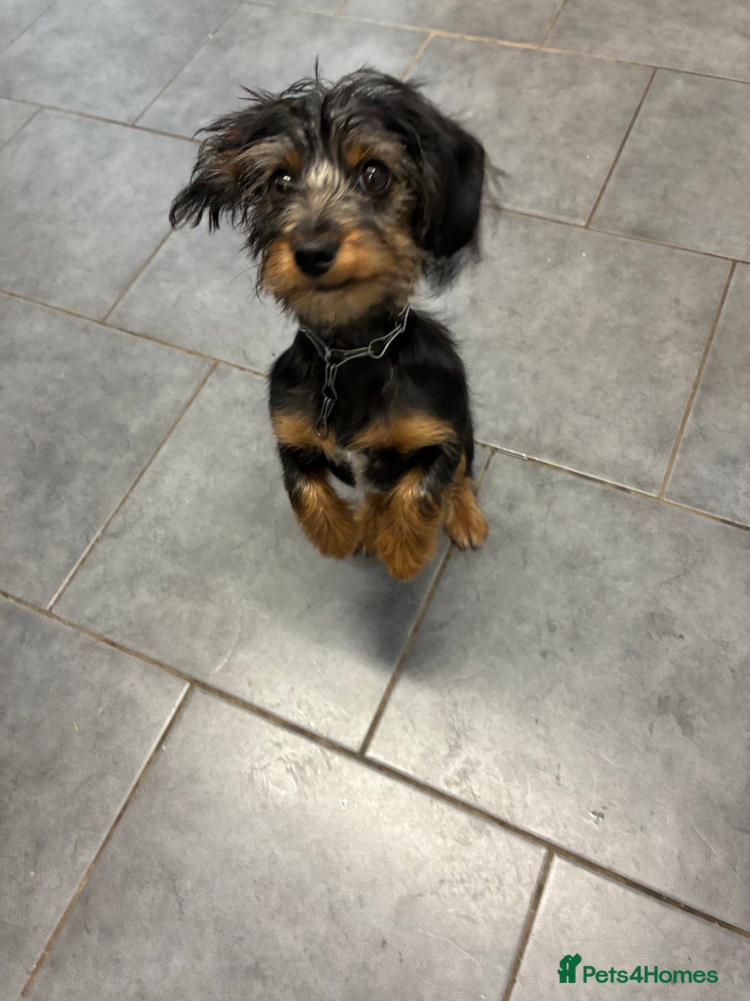Mixed Breed dogs for sale: Yorkshire Terrier X dachshund  - Image 6
