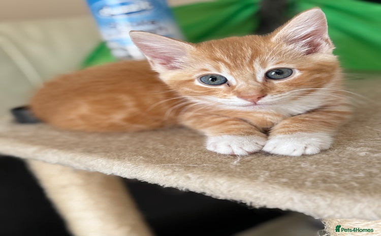 Mixed Breed cats - Advert 2