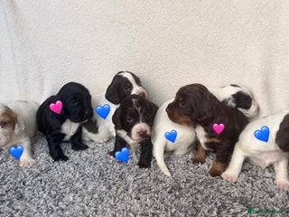 Cocker Spaniel dogs ✨Beautiful Cocker Spaniel Puppies✨ - Advert 1