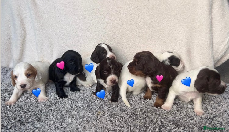 Cocker Spaniel dogs ✨Beautiful Cocker Spaniel Puppies✨ - Advert 12
