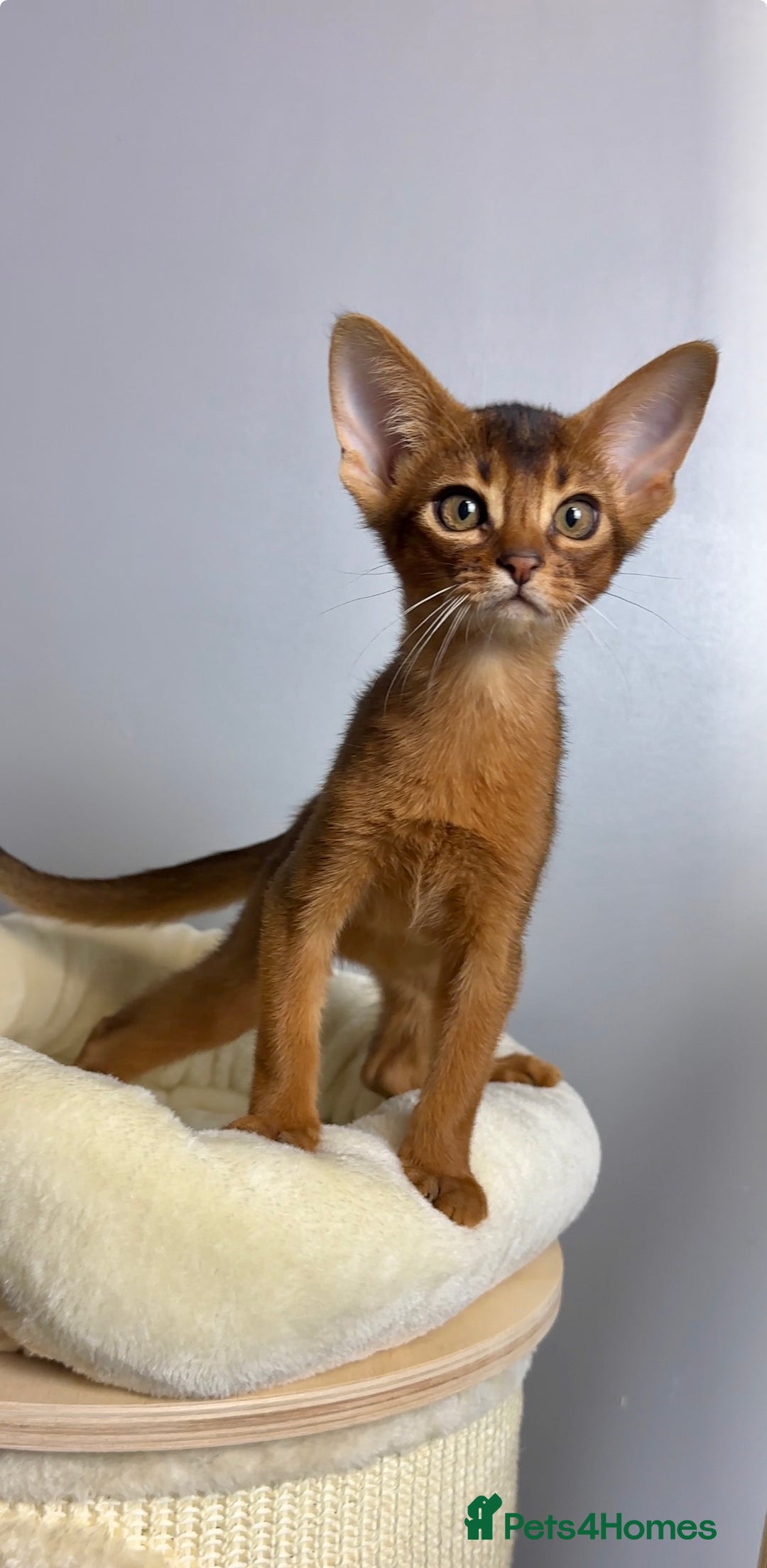 Abyssinian cats for sale: Raised with Love Abyssinian Kittens - Advert 1
