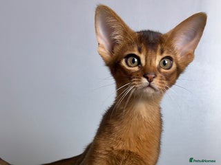 Abyssinian cats Raised with Love Abyssinian Kittens - Advert 8