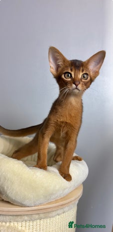 Abyssinian cats Raised with Love Abyssinian Kittens - Advert 10