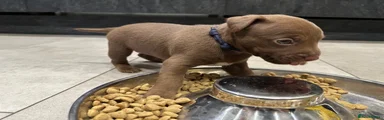 Patterdale Terrier Puppy 4