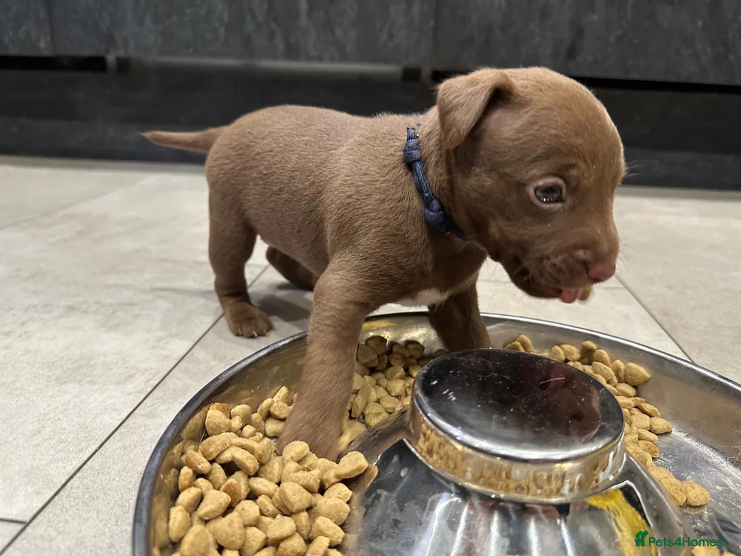 Patterdale Terrier dogs for sale: Patterdale puppies  in Axminster - Advert 6