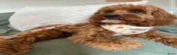 Cavapoo dogs for sale: F1 Red Cavapoo puppies ( health tested) - Advert 30