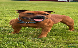 Staffordshire Bull Terrier dogs for stud: Midlandreds Firestorm, Champion Sired Stud  - Advert 1