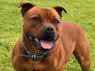 Staffordshire Bull Terrier dogs Midlandreds Firestorm, Champion Sired Stud - Advert 8