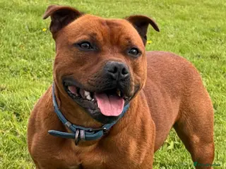 Staffordshire Bull Terrier dogs Midlandreds Firestorm, Champion Sired Stud - Advert 7