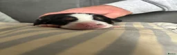 Bernese Mountain Dog dogs for sale: Bernese Mountain Dog Puppies - Advert 4