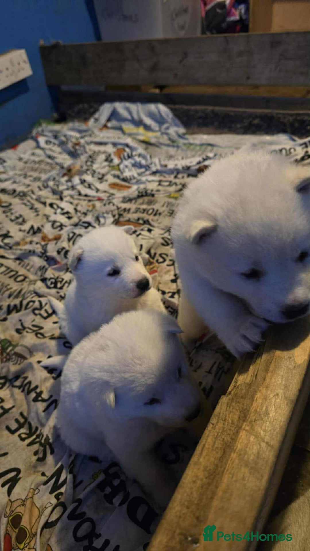 Huskita dogs for sale: 4 beautiful female akita X husky - Advert 10