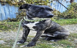 Mixed Breed dogs for adoption: A Beautiful and Gentle Girl - for a Loving Home - Image 7