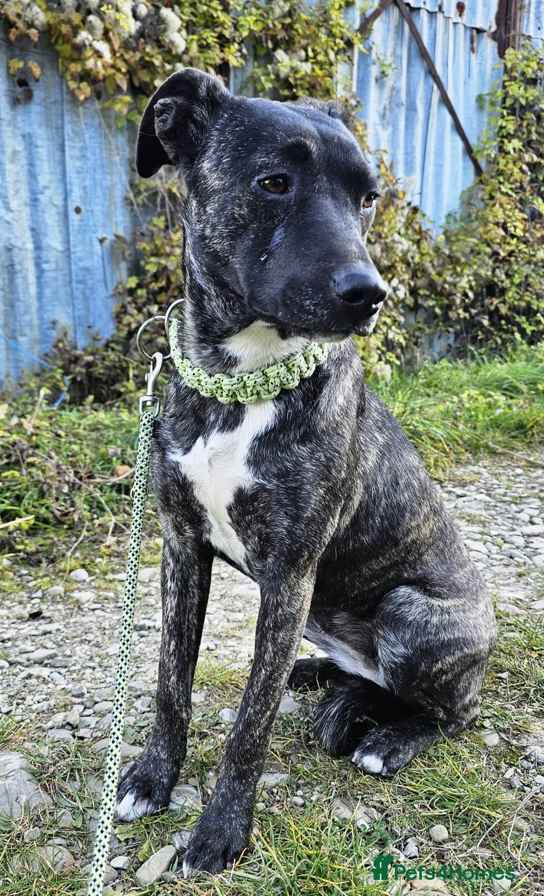 Mixed Breed dogs for adoption: A Beautiful and Gentle Girl - for a Loving Home - Image 7