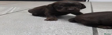 Cockerdor Puppy 5
