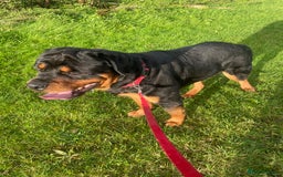 Rottweiler dogs for stud: Rottweiler - Image 2