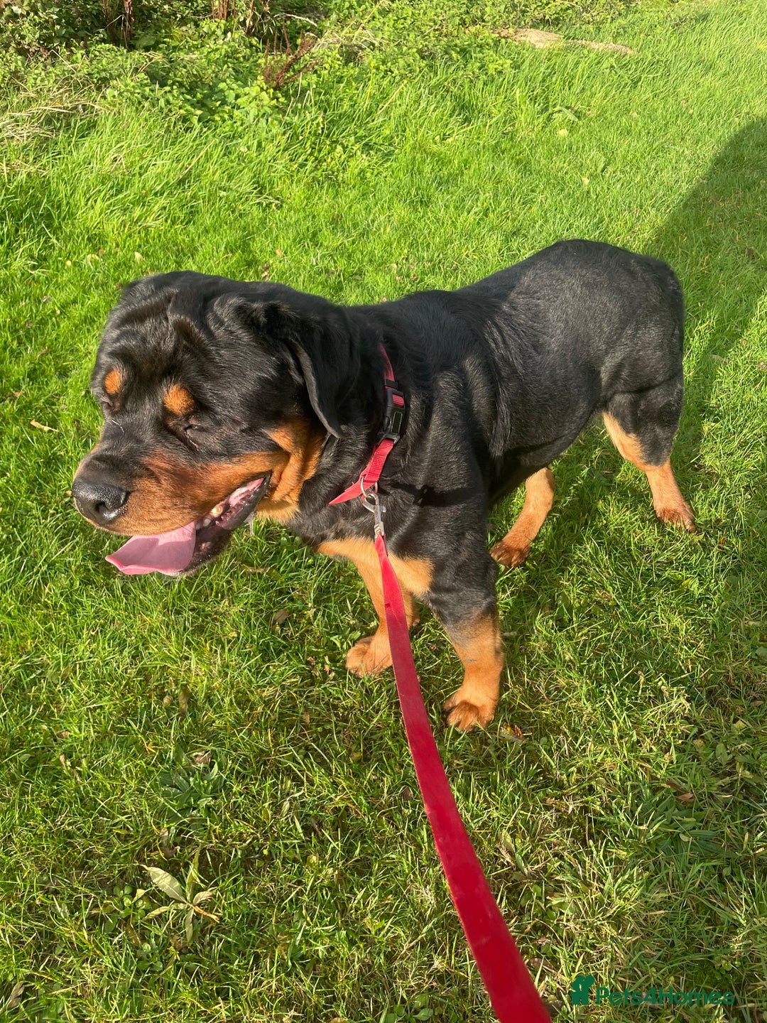 Rottweiler dogs for stud: Rottweiler - Image 2