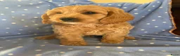 Cavapoo dogs for sale: FULLY HEALTH TESTED RED AND GOLD F1B TOY CAVAPOOS - Advert 6