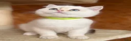 British Shorthair cats for sale: British shorthair golden odd eyed kittens  - Advert 5