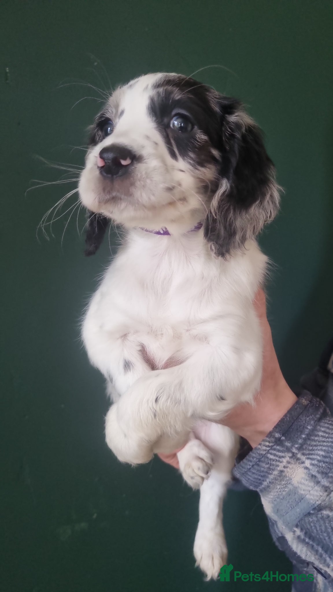 Cocker Spaniel dogs 7 Beautiful Cocker Spaniel Puppies - Advert 13