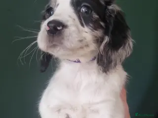 Cocker Spaniel dogs 7 Beautiful Cocker Spaniel Puppies - Advert 13