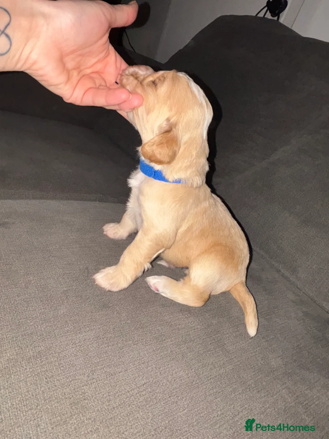 Cocker Spaniel dogs for sale: Working Cocker Spaniel Puppies - Advert 9