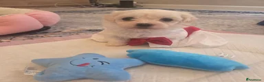 Bichon Frise 2