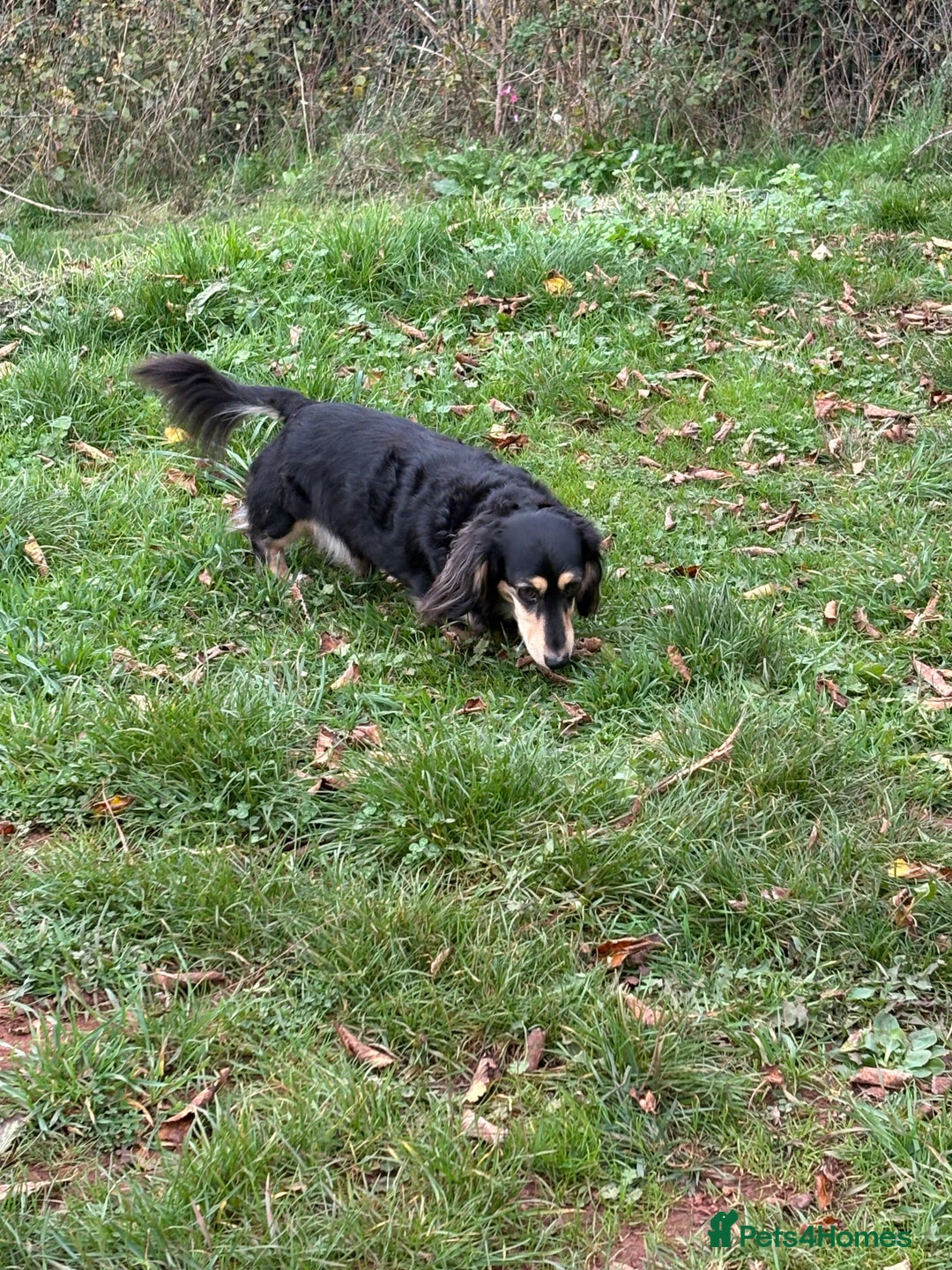 Miniature Dachshund dogs for sale: Stunning litter of Mini Long Haired Dachshunds - Advert 13