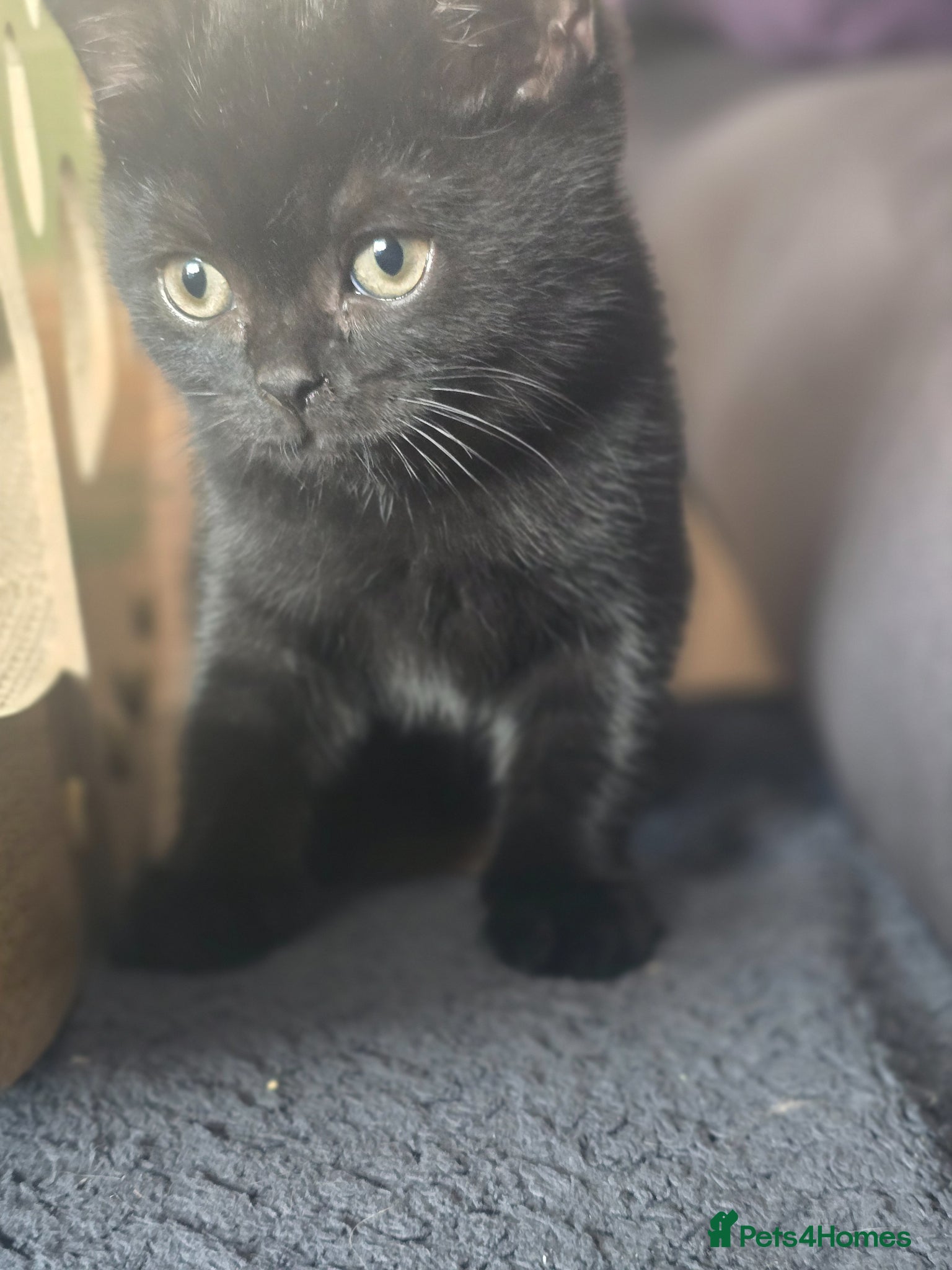 British Shorthair cats Beautiful kittens looking forever home 🏡 😍  - Advert 6