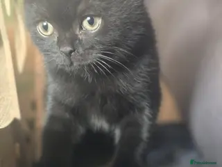 British Shorthair cats Beautiful kittens looking forever home 🏡 😍 - Advert 6
