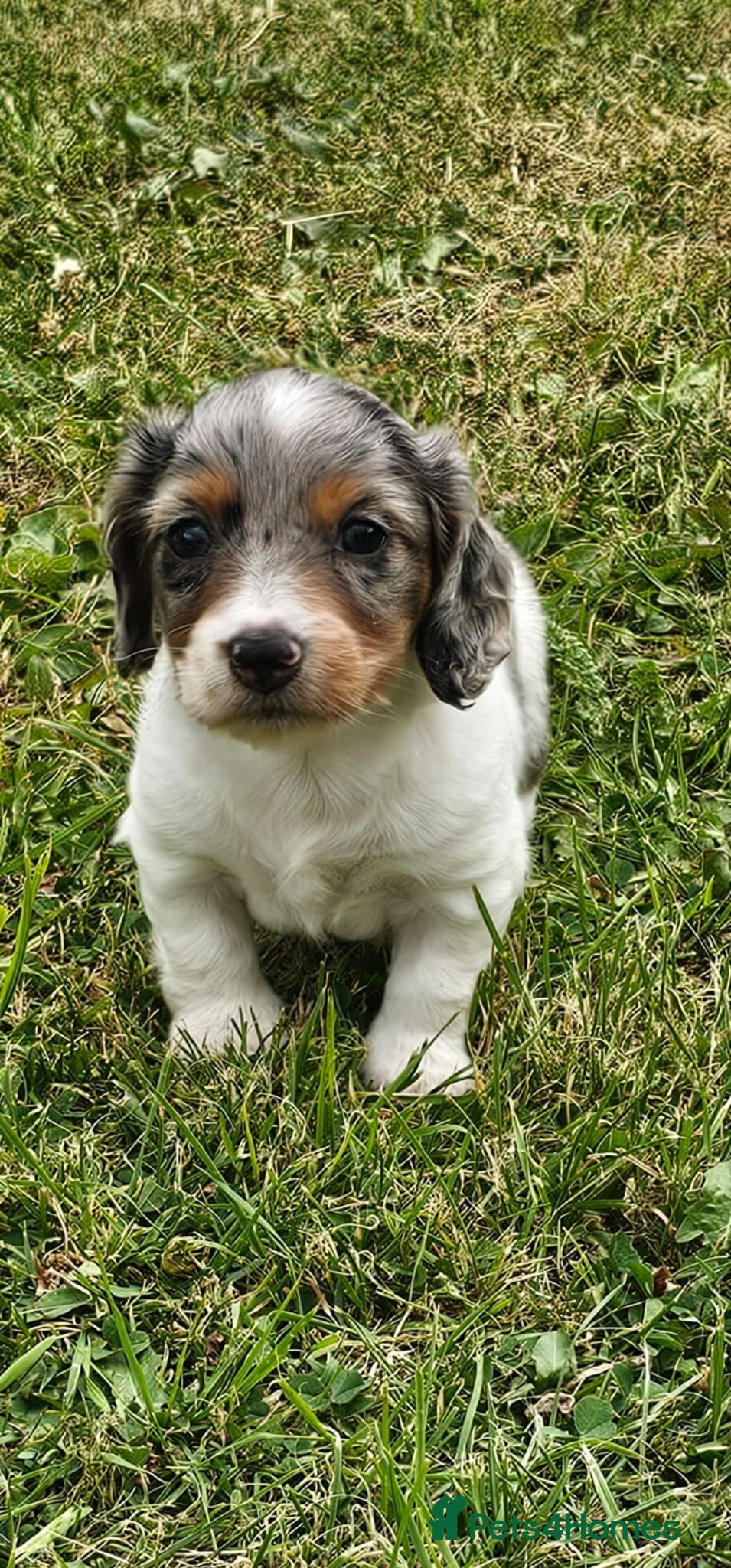 Dachshund dogs Miniature long haired dachshund puppies - Advert 2