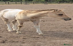 Paint horses for sale: Stunning Paint Dunskin Roan Filly  - Image 2