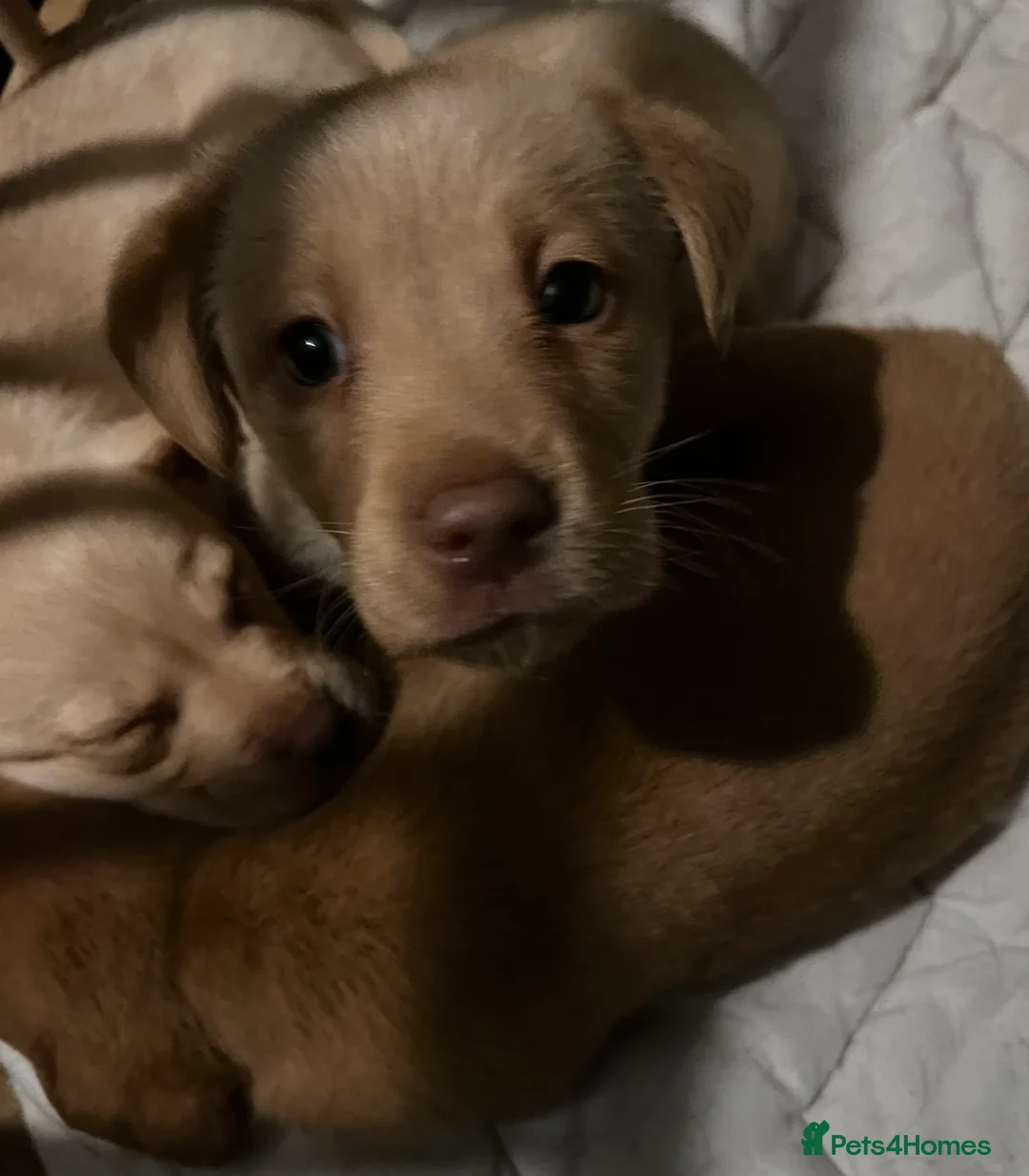 Labrador Retriever dogs for sale: Labrador Puppies - Advert 8