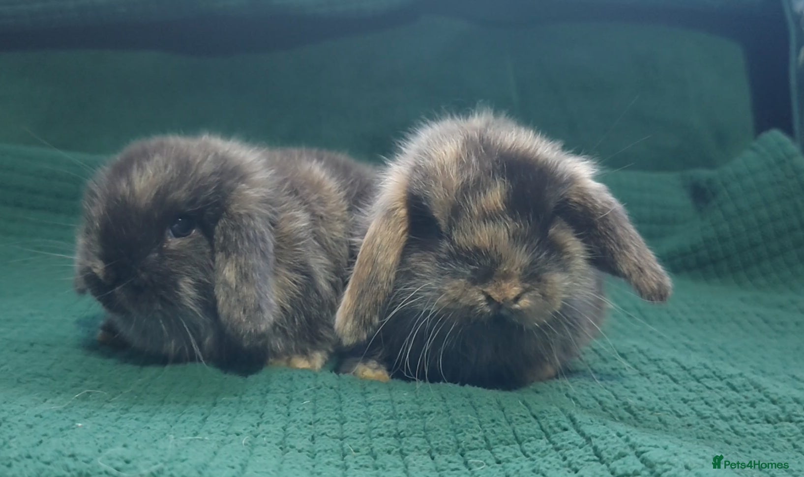 Mini Lop rabbits BOTH NOW RESERVED  - Advert 14