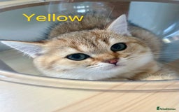 British Shorthair cats for sale: Golden BSH  - Image 7