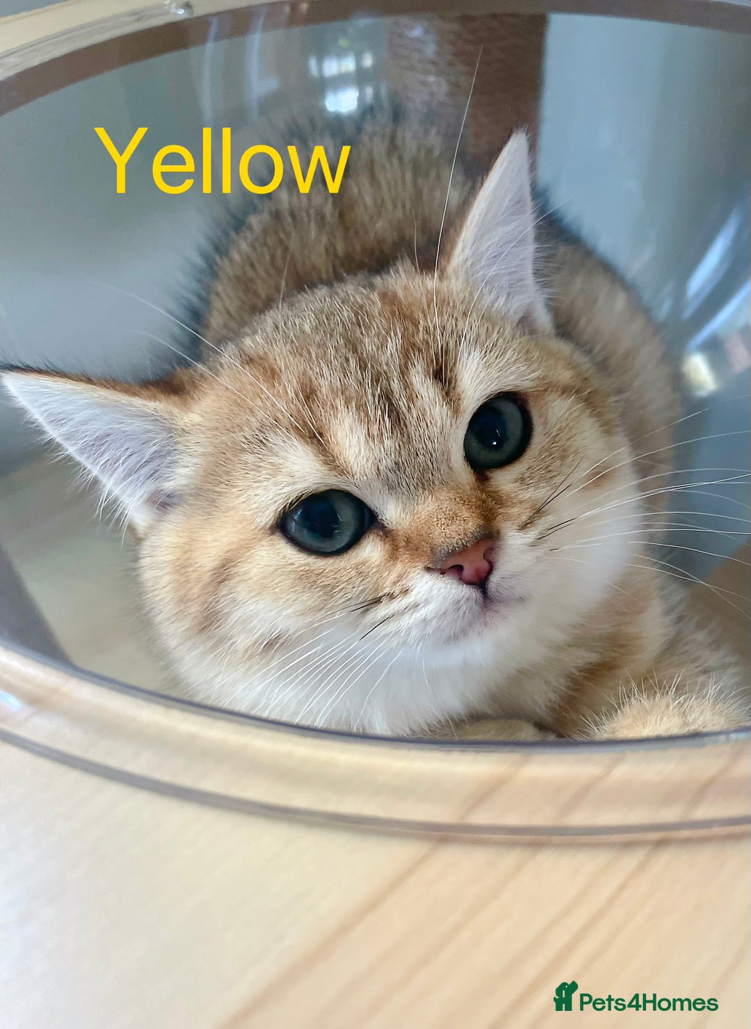 British Shorthair cats for sale: Golden BSH  - Image 7