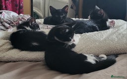 Mixed Breed cats for sale: Kittens for homes  - Image 1