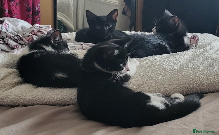 Mixed Breed cats - Advert 1