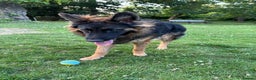 German Shepherd dogs for sale: Rehoming 1 Year Old Male German Shepherd - Advert 29