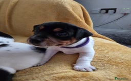 Jack Russell dogs for sale: Tricolour short legs Jack Russell  - Image 9