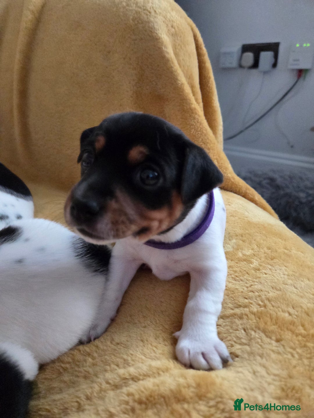 Jack Russell dogs for sale: Tricolour short legs Jack Russell  - Image 9