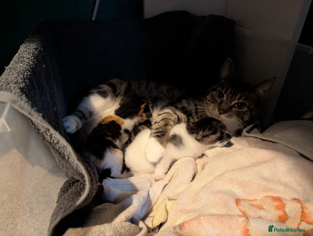 Mixed Breed cats for sale: Adorable kittens all very different colouring!  in Bangor - Advert 1