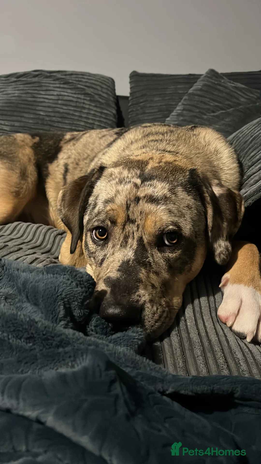 Mixed Breed dogs for sale: 1-year old mixed looking for forever home. - Advert 15