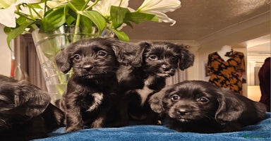 Mixed Breed dogs - Advert 5