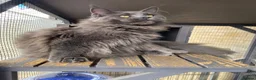 Maine Coon cats for sale: 💙*🦁*BLUE MAINE COON*💎*KITTENS*🦁*💙 - Advert 12