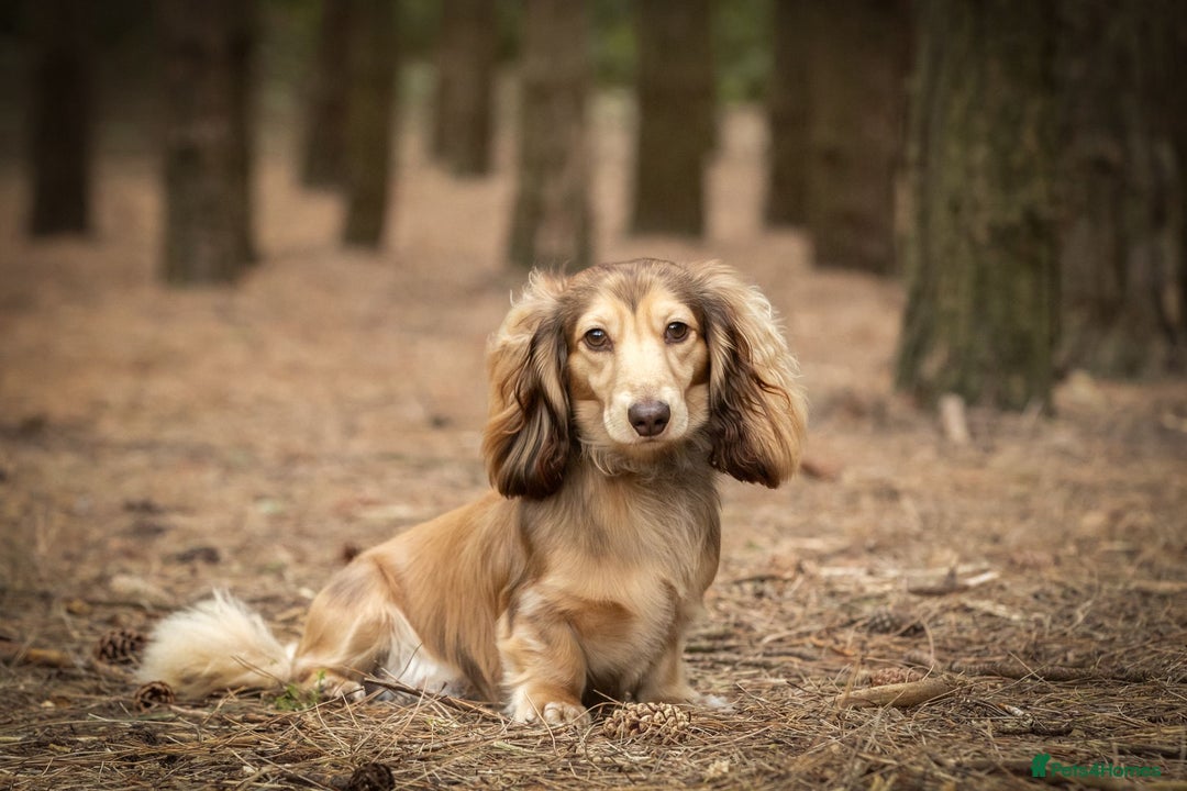 Miniature Dachshund dogs for sale: KC Long-Haired Miniature Puppies - Advert 6