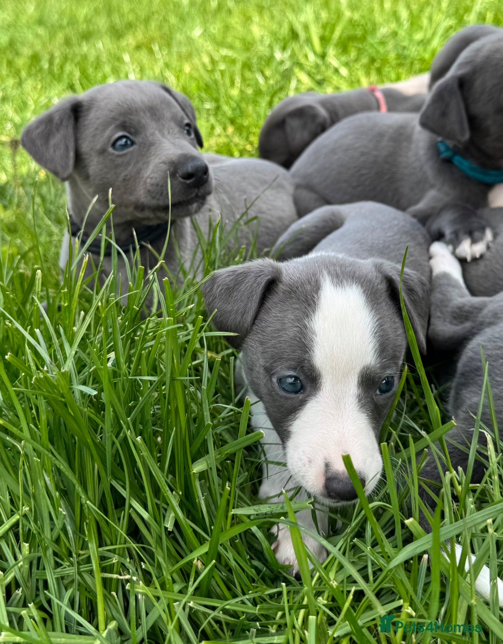 Whippet dogs *Sold* Exceptional KC Blue Whippet Puppy  - Advert 2